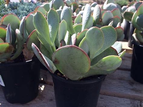 Succulent Plant Large Silver Dollar Jade Large Rounded Etsy Plantas