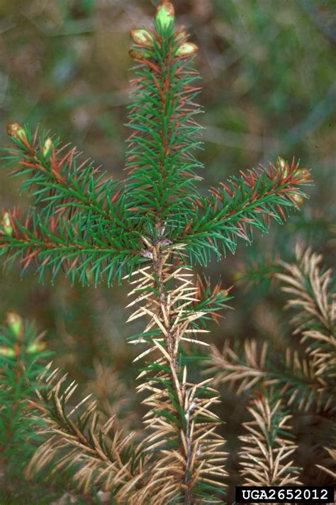 Spruce Needle Castblight Lirula Macrospora