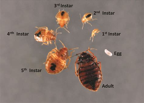 Bed bugs can move with a speed of 4 feet per minute, so it only takes them 15 secs to move 1 foot. T-4420 Preventing Bed Bugs » OSU Fact Sheets