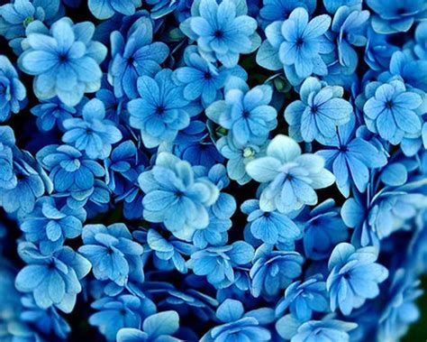 Blue Flowers Cynthia Selahblue Cynti19 Wallpaper 30569028 Fanpop