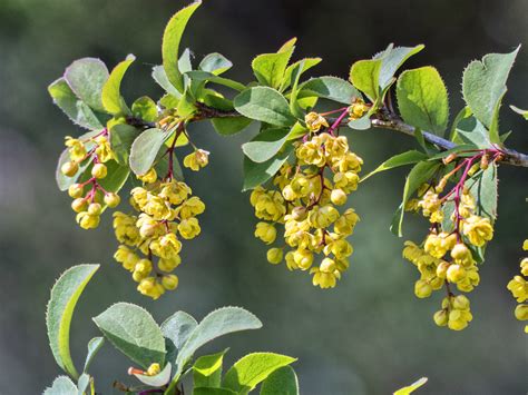 Berberis Vulgaris 1 Gewöhnliche Berberitze Berberis Vul Flickr