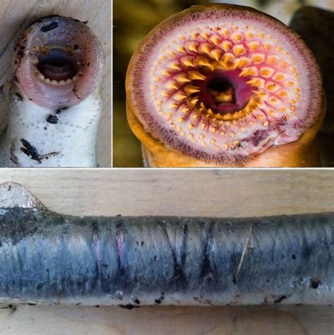 Tafsir mimpi 4d abjad lengkap. Hal-Hal Aneh Yang Pernah Terjatuh Dari Langit - Berita ...