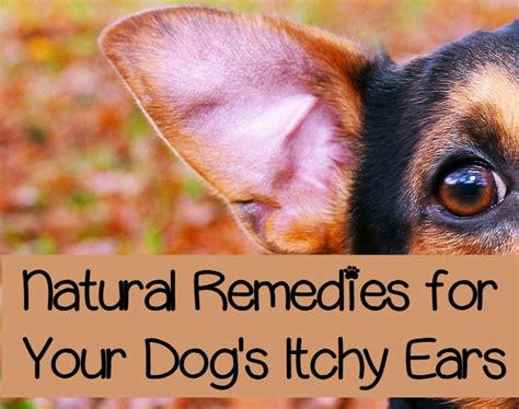 Itchy Ears In Dogs Natural Approaches To Easing The Itch Dogvills