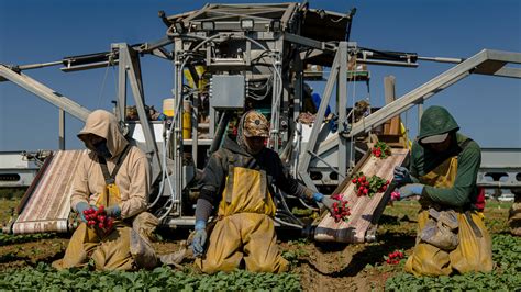 Illegal Immigration Is Down Changing The Face Of California Farms