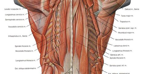 Hip Muscles Diagram Muscles Of The Lower Back And Hip Diagram Low Images And Photos Finder