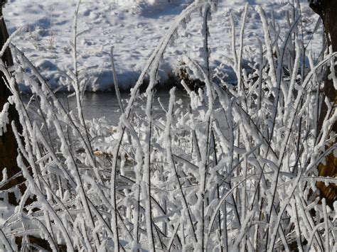 Free Images Branch Frost Ice Weather Season Icicle Bach Wintry