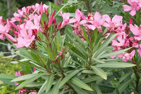 Nerium Oleander L Préservons La Nature