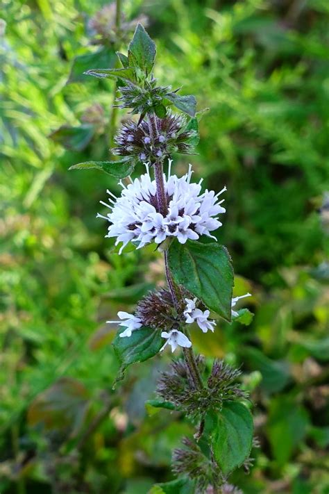 Mentha Arvensis Wildflowers Of The National Capital Region