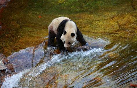 Protecting Panda Habitats Involves Planting Bamboo