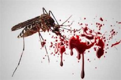 ✅ penyebab, ✅ cara mengobati. Obat Alami & Manjur Terbukti Sembuhkan Demam Berdarah DBD