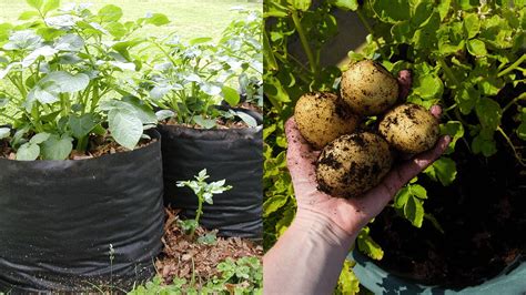 How To Grow Potatoes In Bags A Simple Guide To Beginners