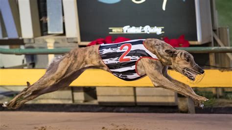 Greyhound Racing Victoria Announces New 1145 Million Race The Phoenix