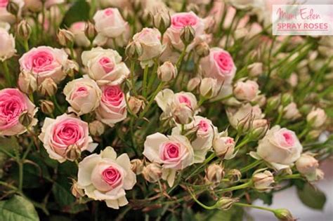 Mimi Edenone Of My Favourite Spray Roses Flowerona