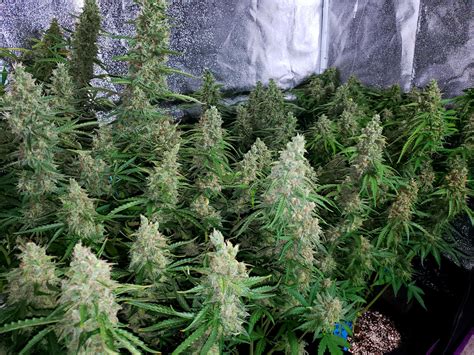 Maybe you would like to learn more about one of these? How to Grow Cannabis (Easy 10-Step Guide) | Grow Weed Easy
