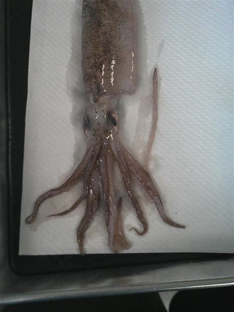 Josh's Biology Blog: Squid Dissection!