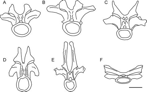 Equatorial Minnesota: Your Friends The Titanosaurs: Jiangxititan