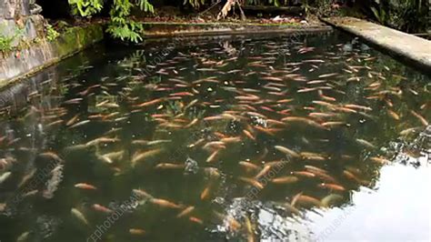 Tilapia Fish Farm Stock Video Clip K0030311 Science Photo Library