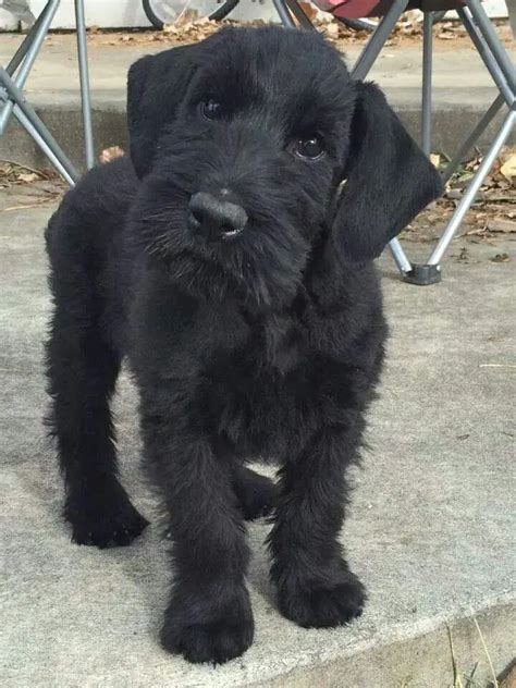 Giant Schnoodle Puppies Giant Schnauzer Puppy Playing At 7 Weeks