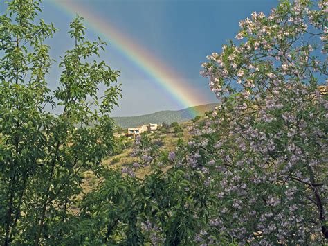 Free Images Tree Nature Forest Grass Blossom Plant Sky Field