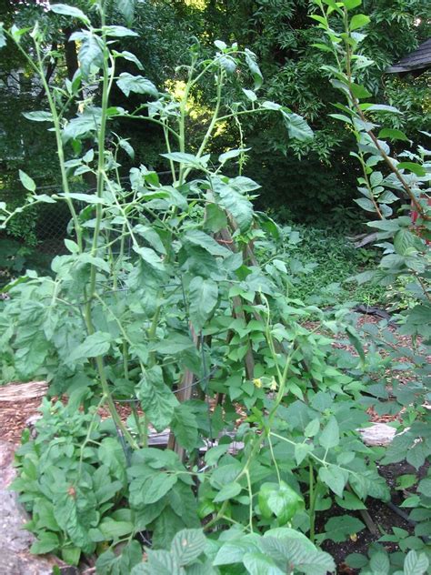 It must like cool summers since only the bay area and those in northern short summer areas i grew two of these plants last season. Brandywine tomato plant | Hope I get some actual tomatoes ...