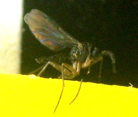 Fungus Gnats The Backyard Arthropod Project