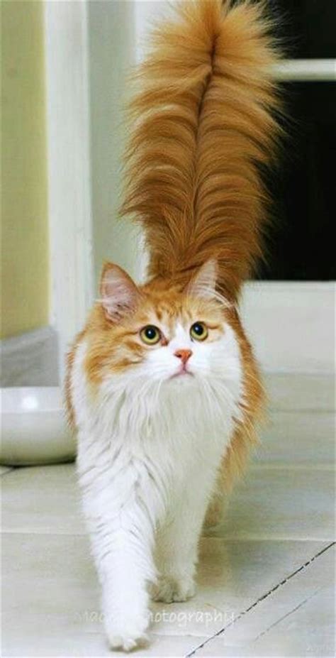 Pretty Long Haired Cat With Bushy Tail Beautiful Cats