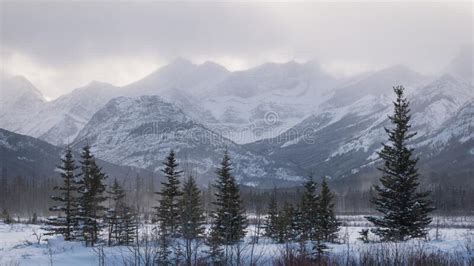 Trees Lined Up Under The Snowy Mountains Shrouded By Clouds On A Crisp