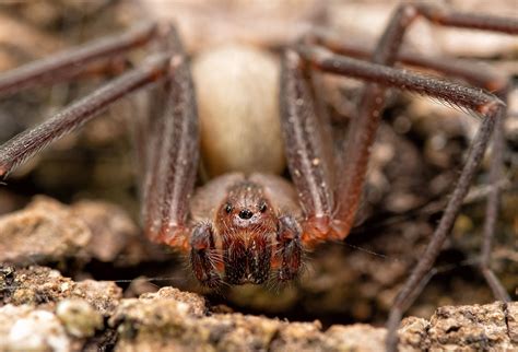 What Is The Deadliest Spider In The World Worldatlas