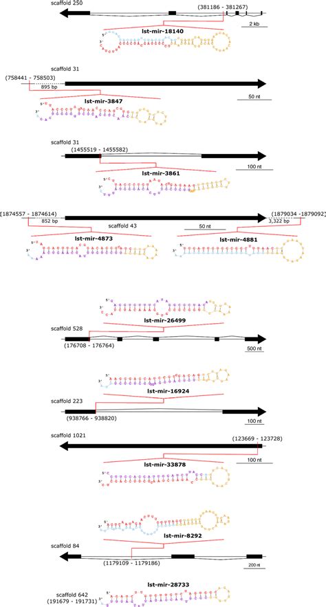 Mirdeep2 Predicted Structures And Genomic Locations Of 10 Download