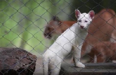 Rare Albino Puma Cub Debuts At Zoo In Nicaragua Wnct