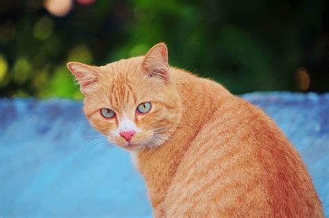 Are Orange Cats Always Male The Surprising Answer Pango Pets