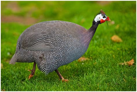 They will lay daily between march/april to september/october depending on your location; THE HELMETED GUINEA FOWL. OF AFRICA VS OF U.S | BackYard ...