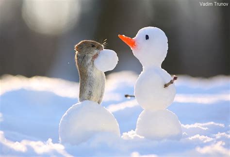 I Make A Snowman Null Cute Hamsters Cute Baby Animals Cute Funny