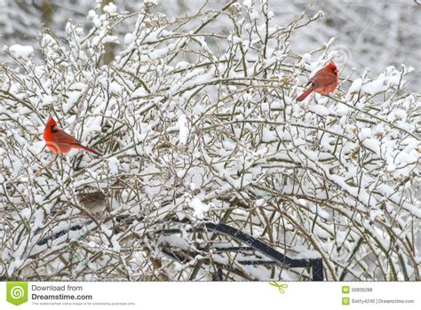Two Red Male Cardinals Perch In Snowy Bush Stock Photo Image Of