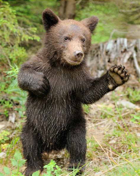 They are a taller version of cubs. Bear Spirit Animal | Meaning