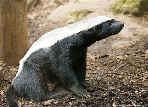Interesting Facts About Honey Badgers Just Fun Facts