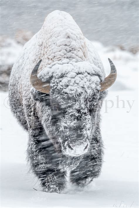 Bison Bull Walking In Snowstorm Tom Murphy Photography