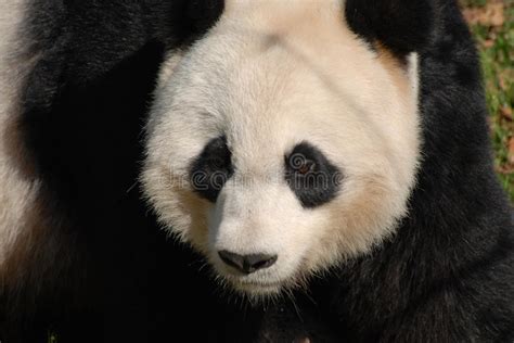 Cute Panda Bear With Very Sharp Teeth Eating Bamboo Stock Photo Image