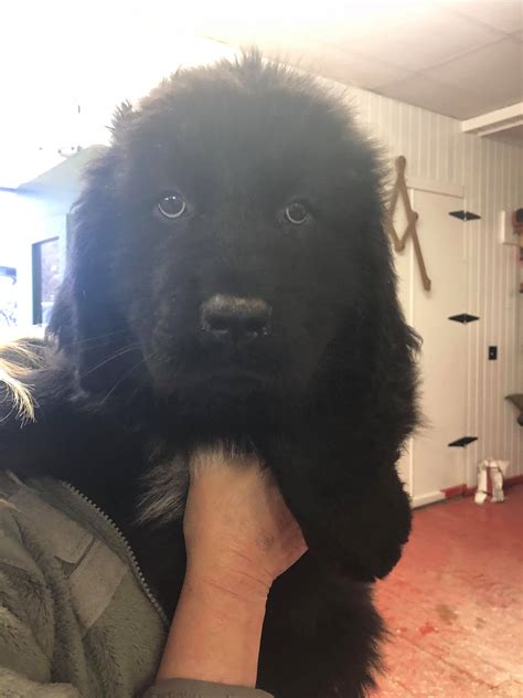 A whole family of Newfoundlands rescued! – Puppy Mill Rescue Team