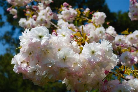 Prunus Mt Fuji Shirotae Flowering Cherry Heritage Fruit Trees