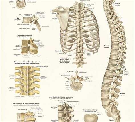 Back Bones Diagram The Bones Of The Lower Back Stock Image F001