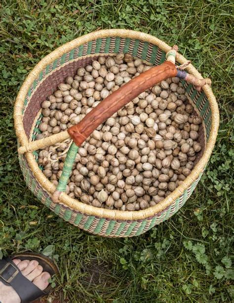 Shagbark Hickory Nuts Harvesting Cracking And Cooking