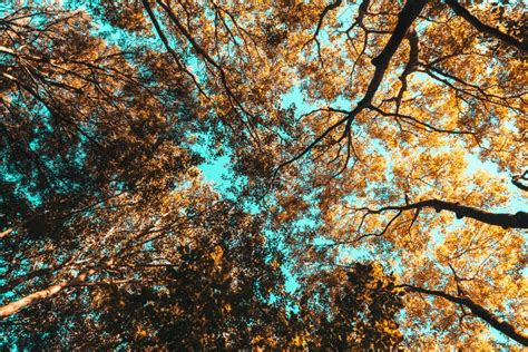 Tree Branches And Leaves On Summer Sky Stock Image Image Of Outside