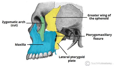 The Infratemporal Fossa Borders Contents Teachmeanatomy