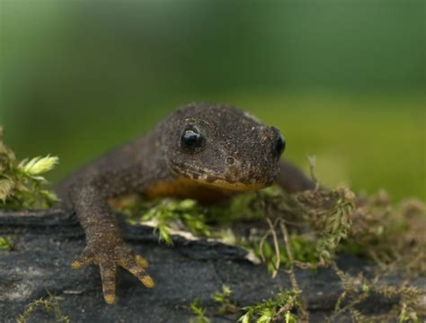 Animal Sex How Newts Do It Animal Mating And Pheromones Live Science