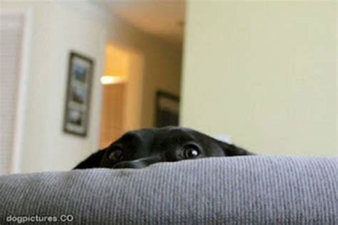 16 Dogs Who Utterly Fail At Hide And Seek But Dont Know It Barkpost
