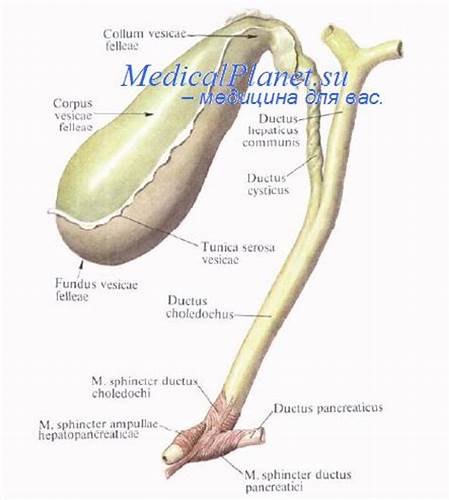 Желчный пузырь похудеть