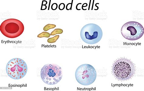 Blood Cells Set Of Colored Red Platelets Leukocytes Lymphocytes