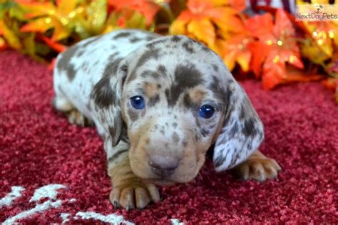 Blue Eyed Dachshund Mini Puppy For Sale Near Spokane Coeur Dalene