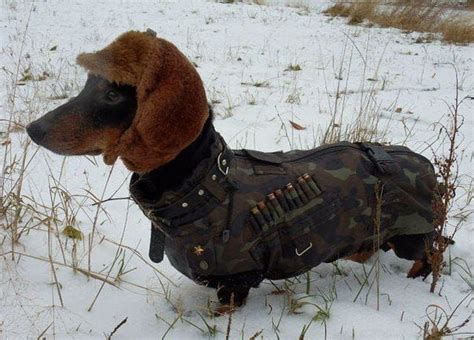 Are Dachshunds Still Used For Hunting